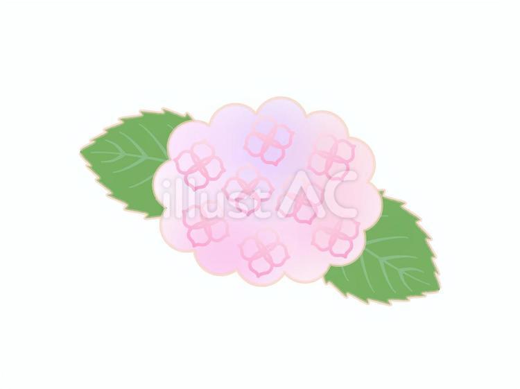 ピンクのアジサイ アジサイ,梅雨,紫陽花のイラスト素材