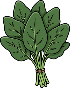 ほうれん草 ほうれん草,野菜,緑,草,ホウレンソウ,冬,ベクターのイラスト素材