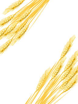 黄金色の麦穂　影なし　mugi007 麦穂,黄金色,リアル,ナチュラル,お洒落,自然,植物,大人っぽい,枠,背景のイラスト素材