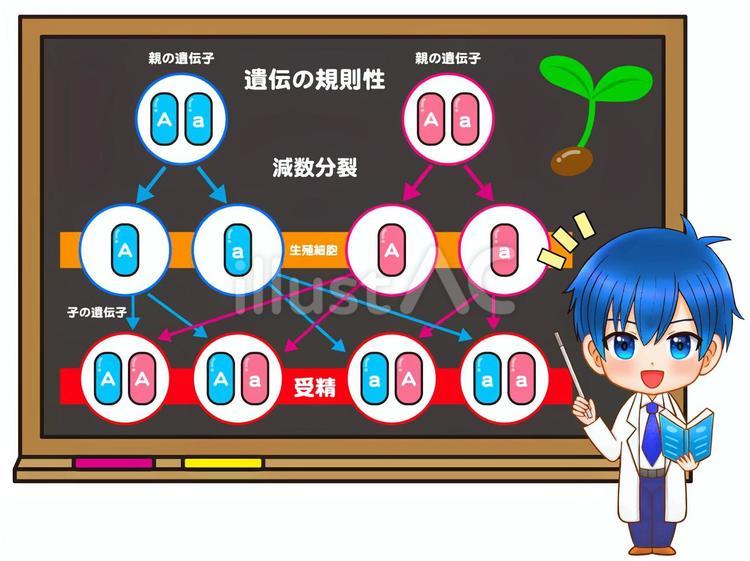 遺伝の規則性を説明する白衣のちびキャラ 遺伝,遺伝子,減数分裂のイラスト素材