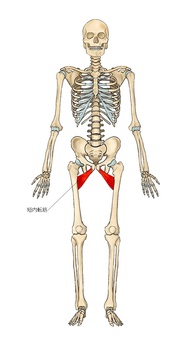 骨格と短内転筋 短内転筋,内転筋,筋,筋肉,ガイコツ,解剖,骨,モデル,骨格,解剖学のイラスト素材