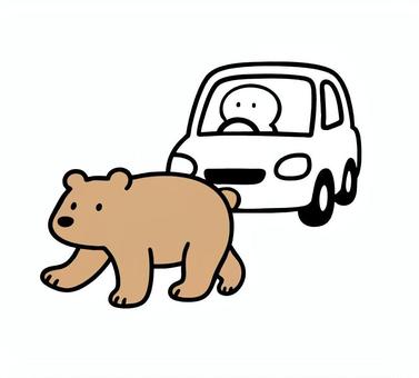 車の前を横切って歩く熊(くま) 車の前を横切って歩く熊(くま) くま,動物,横切るのイラスト素材
