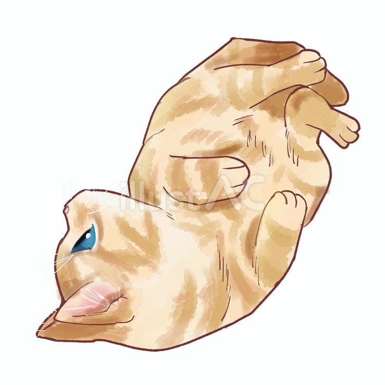 お腹見せて転がる猫 猫,動物,かわいいのイラスト素材