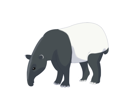 マレーバク（探す・主線なし） マレーバク,動物,白,黒,ツートンカラー,探す,主線なしのイラスト素材