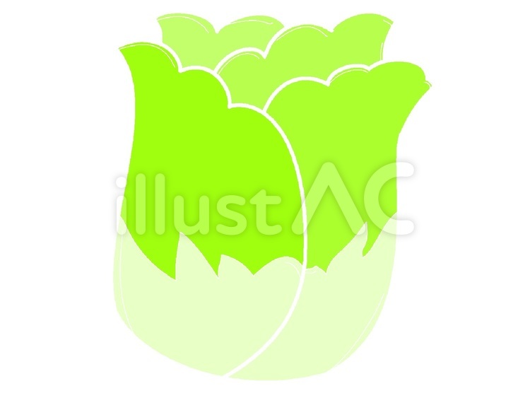 印象的な白菜の野菜アイコン アイコン,おいしい,食料のイラスト素材