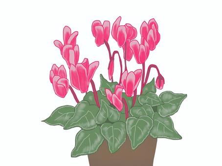 赤いシクラメンの鉢植え シクラメン,植物,冬,花,赤,ガーデンシクラメン,庭,鉢植え,リアル,スケッチのイラスト素材
