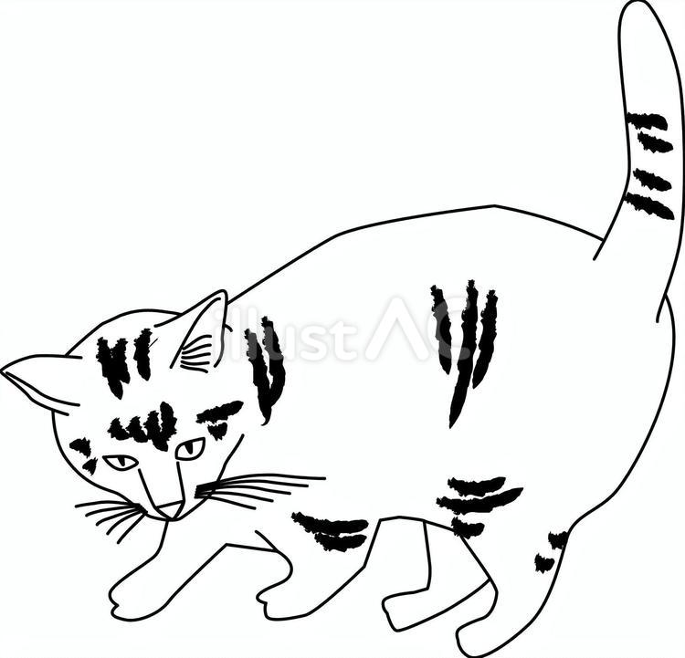 目つき悪い猫 猫,目つき,悪いのイラスト素材