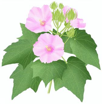 フヨウ/8 フヨウ/8 フヨウ,芙蓉,木芙蓉,ピンク,花,つぼみ,夏,外来種,帰化,木のイラスト素材