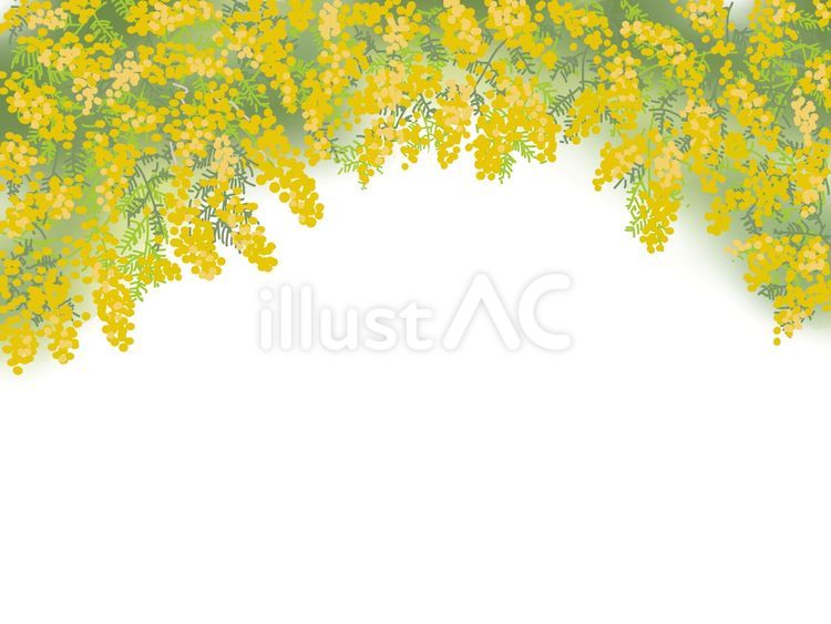 ミモザのフレーム（横） ミモザ,花,黄色のイラスト素材