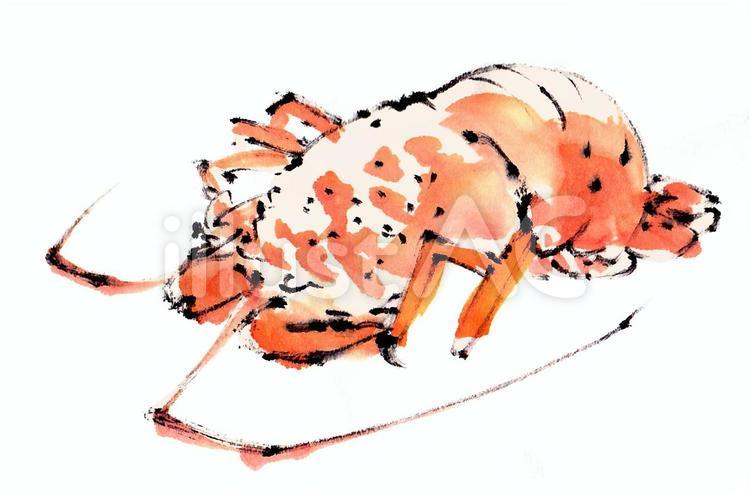 伊勢エビ《手書き素材》 ごつい,伊勢エビ,伊勢海老のイラスト素材