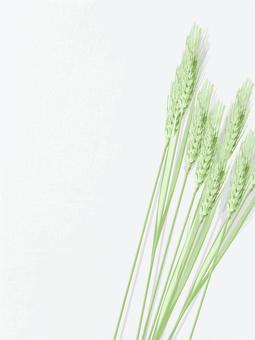 青々した緑の麦穂とキャンバス地　022 麦穂,青々,リアル,緑,ナチュラル,お洒落,自然,植物,大人っぽい,枠のイラスト素材