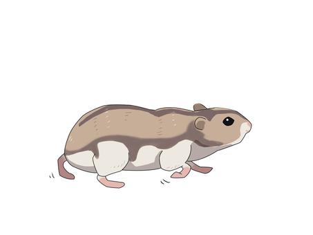 ハムスター（歩く） ジャンガリアンハムスター,ヒメキヌゲネズミ,ドワーフハムスター,ハムスター,動物,歩くのイラスト素材