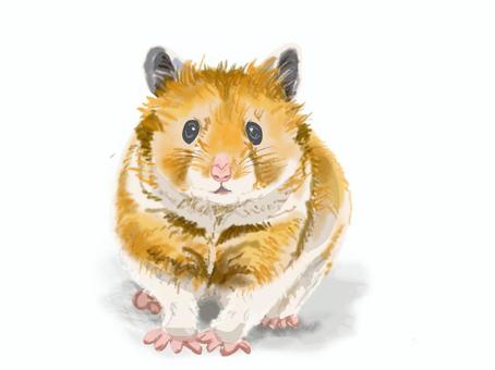 ゴールデンハムスター ゴールデンハムスター,ハムスター,ペット,リアル,手描きのイラスト素材