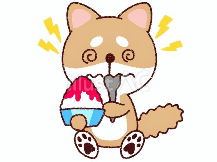 かき氷を食べて頭痛が起こる柴犬 犬,柴犬,豆柴のイラスト素材