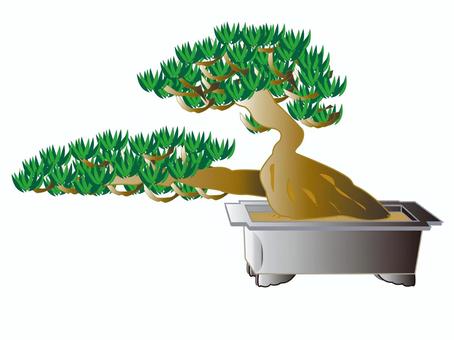 盆栽　松１ 盆栽,松,鑑賞,植木,植物,緑,イラストのイラスト素材