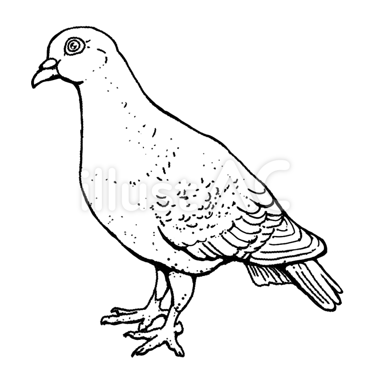 きらきら目の白鳩イラスト No 無料イラストなら イラストac