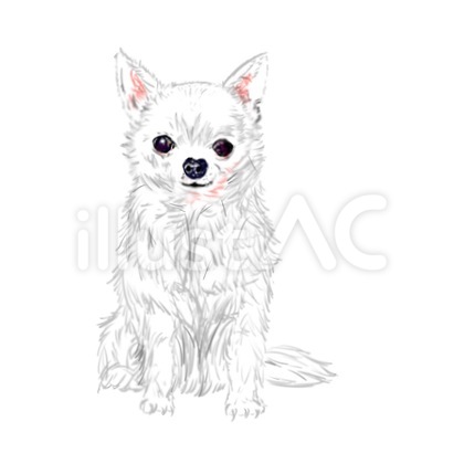 チワワ イラスト