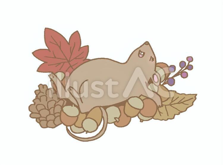 冬眠 ねずみ,子,干支のイラスト素材
