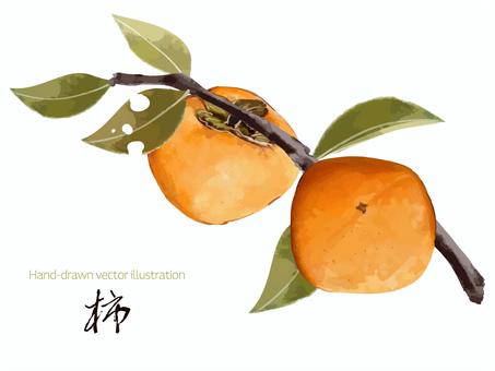 柿の実った枝 柿,果物,秋,冬,食べ物,枝,実る,葉っぱ,ボタニカル,枝木のイラスト素材