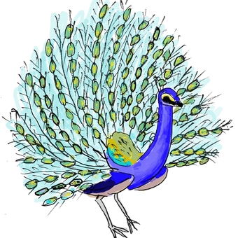 孔雀 孔雀,鳥,熱帯,森林,住む,綺麗,羽,扇状,広げる,鮮やかのイラスト素材