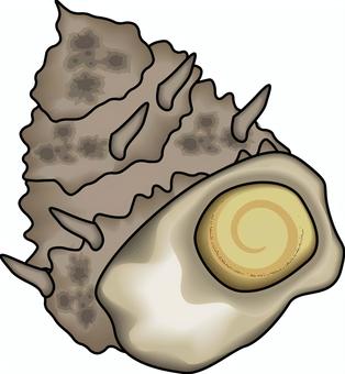 サザエ　　 サザエ,貝,食用貝類,貝殻,海鮮,新鮮,立体,線画のイラスト素材