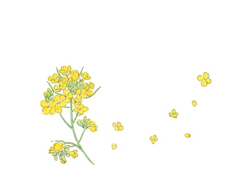 菜の花1 菜の花1 菜の花,春,黄色のイラスト素材