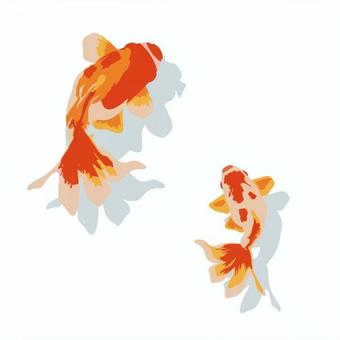 金魚のイラスト 金魚,夏,イラスト,お祭り,きんぎょのイラスト素材
