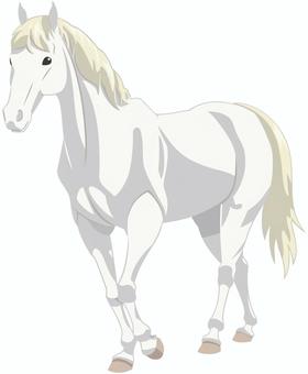  ウマ（白毛） 馬,リアル,白馬,イエウマ,白毛,動物,生き物,哺乳類,家畜のイラスト素材