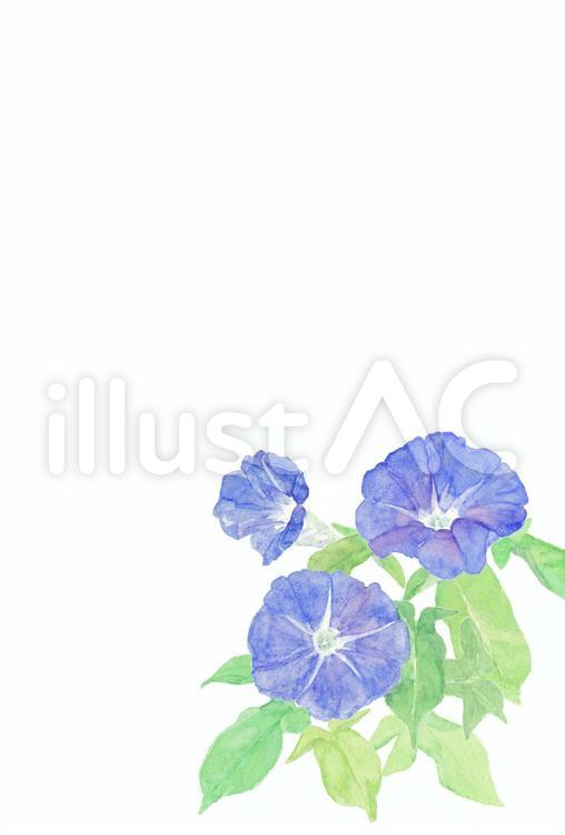 季節のはがき【夏・朝顔2202】 朝顔,青,花のイラスト素材
