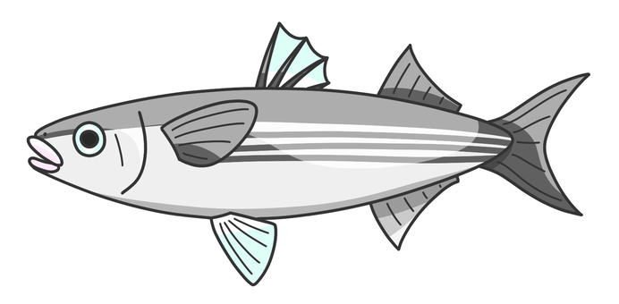 ボラ ボラ,海水魚,食用魚,高級魚,動物,生き物,魚類,水生生物,海洋生物,汽水漁のイラスト素材