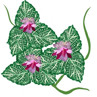 葛の花 野の草花,葛,葉,蔓,花,複数のイラスト素材