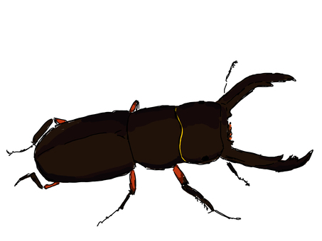Red squirrel, Red squirrel, red squirrel, beetle, beetle suborder,