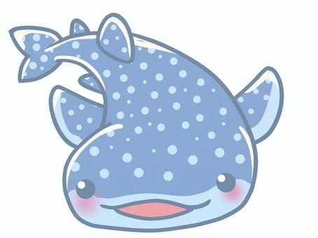 ジンベイザメ ジンベイザメ ジンベイザメ,動物,可愛い,癒し,海,水族館,水のイラスト素材