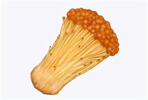 茶エノキ 茶エノキ,ブラウンエノキ,エノキ,きのこ,食べ物,食材,イラスト,リアル,素材,無料のイラスト素材