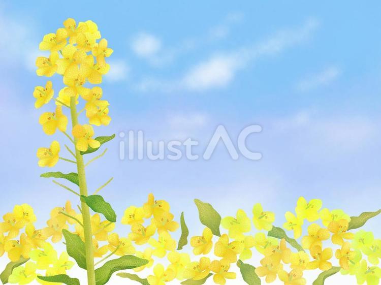 菜の花畑の背景2 菜の花,花,春のイラスト素材