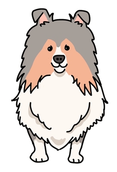 シェトランシープドッグブルーマール