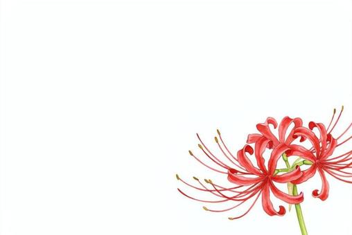 彼岸花のレターイラスト 彼岸花,レター,ハガキ,挿絵,イラスト,水彩,植物,花,赤い,お彼岸のイラスト素材