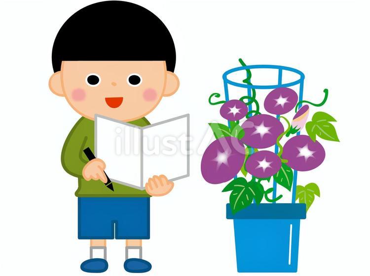 朝顔の観察をする男の子 朝顔,観察,男の子のイラスト素材