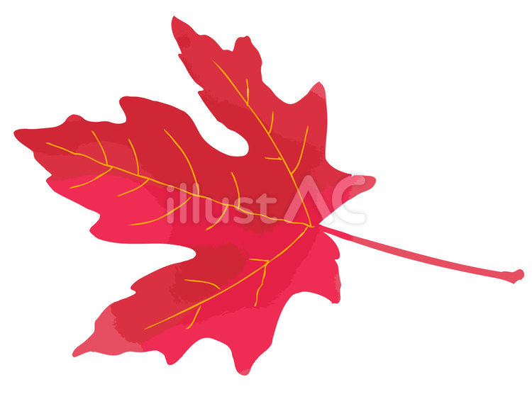 秋の素材13＿紅葉（カエデ） 秋,紅葉,カエデのイラスト素材