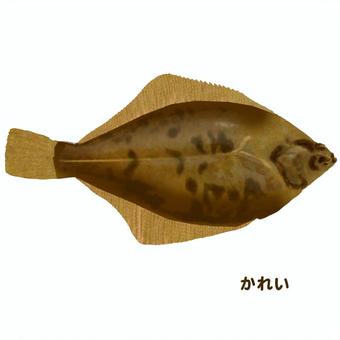 かれい カレイ,魚,海水魚,生物,食用のイラスト素材