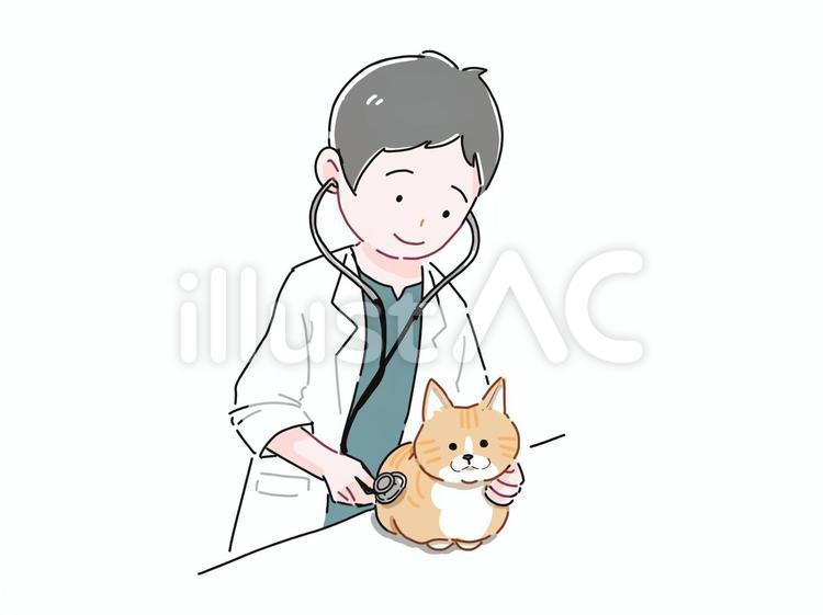 猫に聴診をする男性獣医師 動物病院,獣医師,猫のイラスト素材