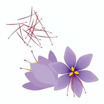サフラン スペイン,外国,社会,サフラン,花,香辛料,糸,ハーブ,紫色,赤色のイラスト素材
