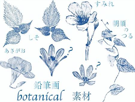 Illustration, morning glory, shit, macrophyll, 