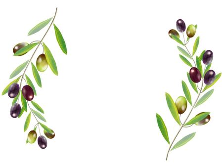 Illustration, olive, real, plant, 