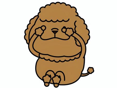 トイプーさん チラ見 チラ見,覗き見,トイプードル,プードル,恐る恐る,キャラクター,犬,動物,哺乳類,ベクターのイラスト素材