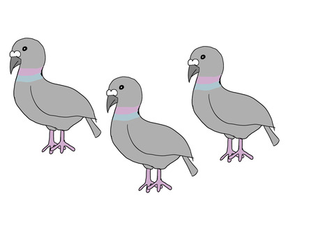 ハト 鳩,鳥,平和の象徴,ポッポ,ドバトのイラスト素材