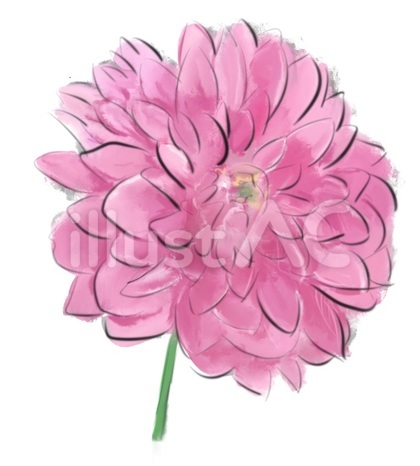 ピンクの花 ダリア ガーベラ