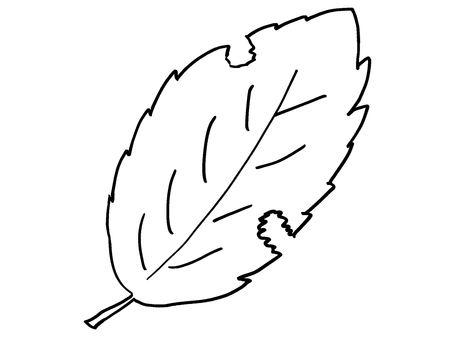 落ち葉 枯れ葉 線画