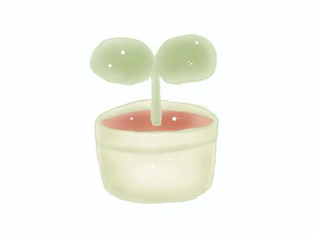 鉢植えの二葉 鉢植えの二葉 葉っぱ,二葉,植物,鉢植え,緑色,アイボリー,モスグリーン,優しい,色,柔らかいのイラスト素材