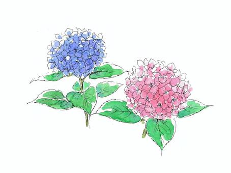 繡球花, JPG 和 PNG 繡球花, 水彩, 水彩畫, 繡球, JPG 和 PNG